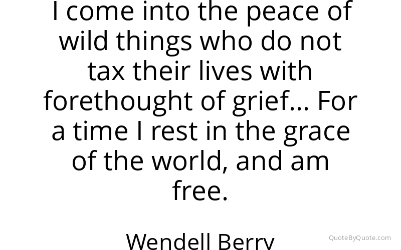 Preview image for this quote by Wendell Berry